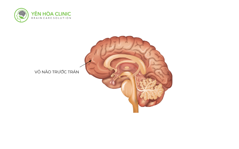 Vỏ não trước trán.png